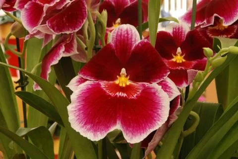 Orchid Stock Photos