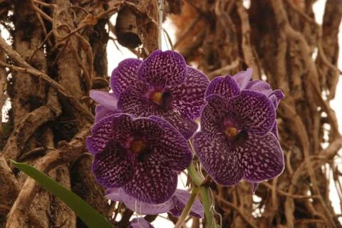 Orchid Stock Photos