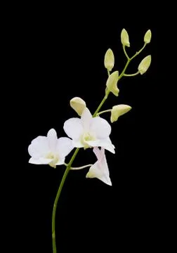 Orchid Stock Photos