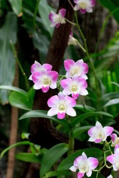 Orchid Foto stock