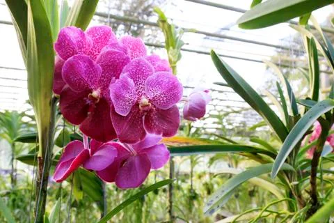 Orchid Foto stock