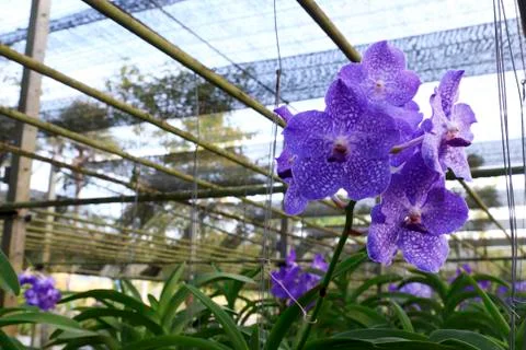 Orchid Stock Photos