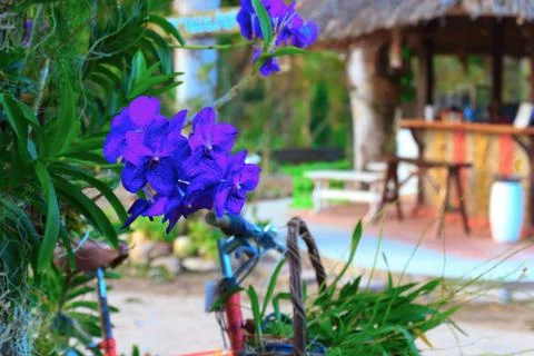Orchid Foto stock