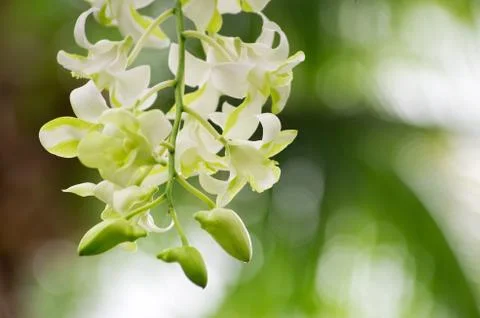 Orchid Foto stock