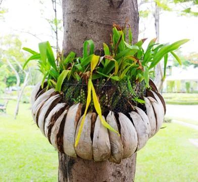 Orchid Stock Photos