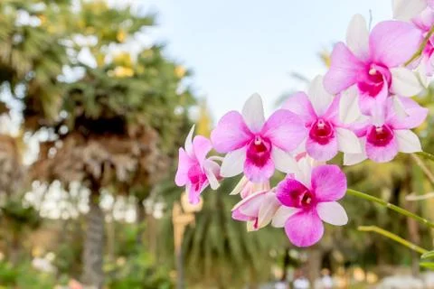 Orchid Stock Photos