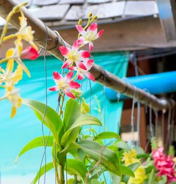 Orchid Stock Photos