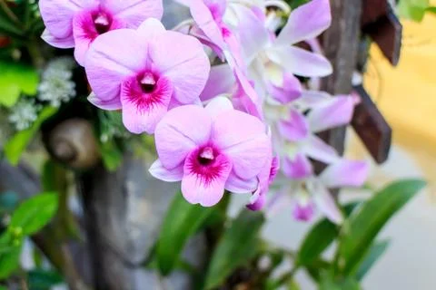 Orchid Stock Photos