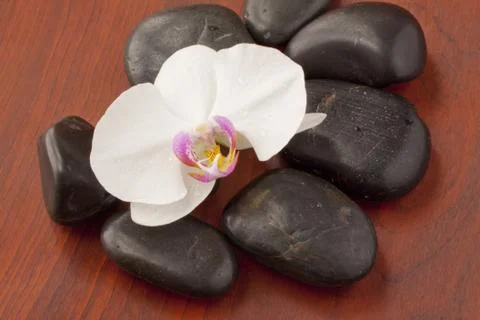 Orchid Stock Photos