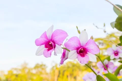 Orchid Foto stock