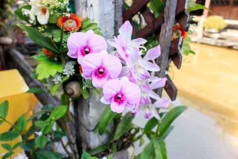 Orchid Foto stock