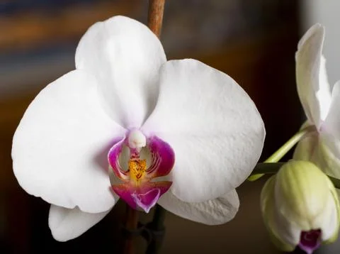 Orchid Stock Photos