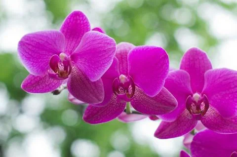 Orchid Stock Photos