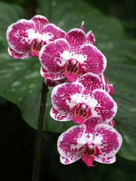 Orchid Stock Photos