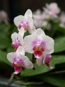 Orchid Stock Photos