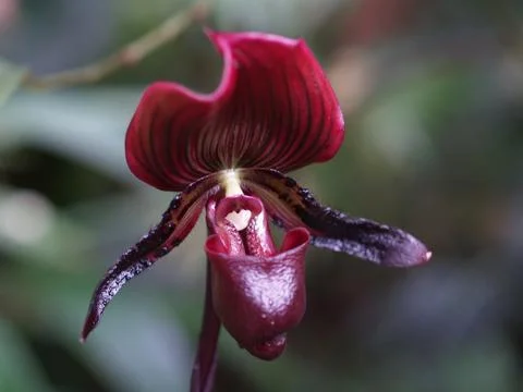 Orchid Stock Photos