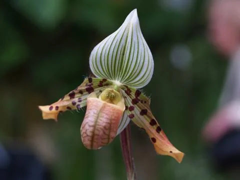 Orchid Stock Photos