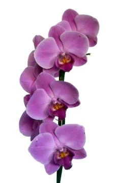 Orchid Stock Photos
