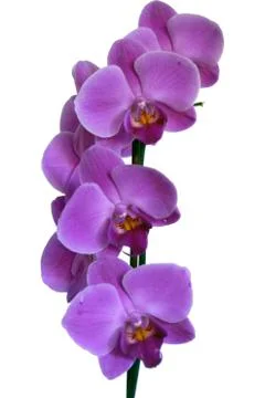 Orchid Stock Photos