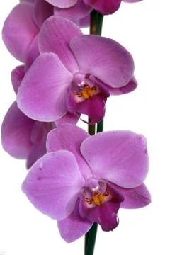 Orchid Stock Photos