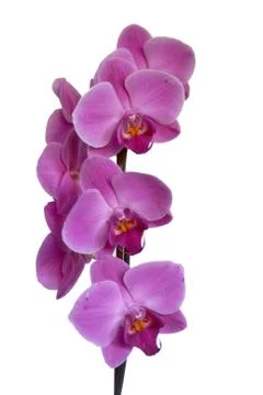 Orchid Foto stock