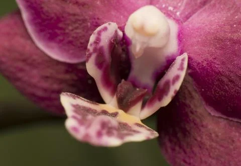 Orchid Stock Photos