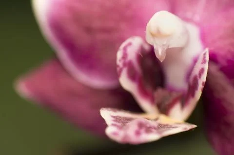 Orchid Stock Photos