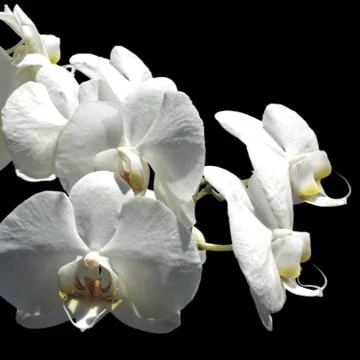 Orchid Stock Photos