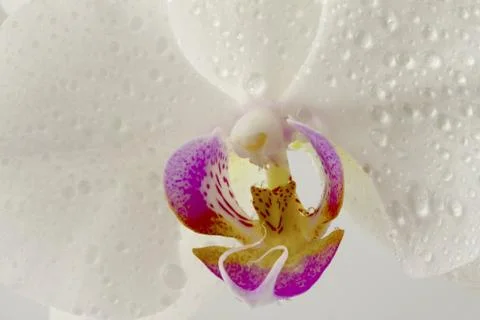 Orchid Stock Photos