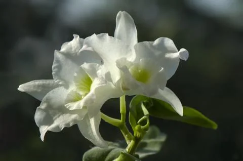 Orchid Foto stock