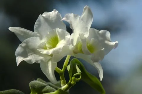 Orchid Stock Photos