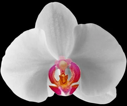 Orchid Stock Photos
