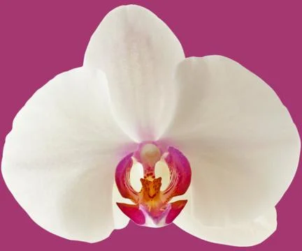 Orchid Foto stock