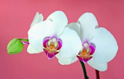 Orchid Stock Photos
