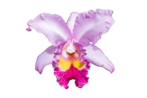 Orchid Stock Photos