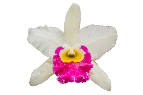Orchid Stock Photos