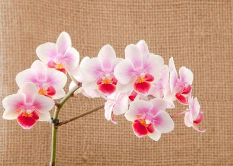 Orchid Foto stock