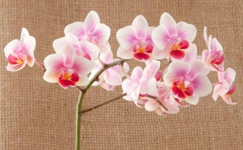 Orchid Stock Photos