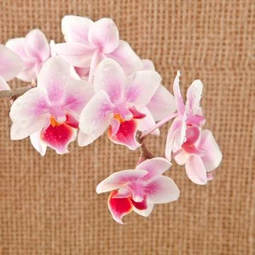 Orchid Foto stock