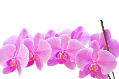 Orchid Stock-Fotos