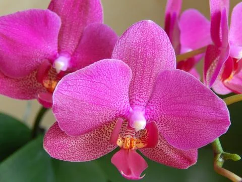 Orchid Stock Photos