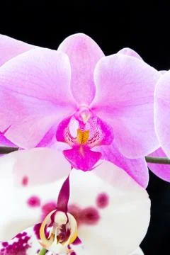 Orchid Stock Photos