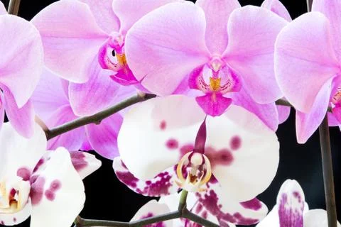 Orchid Stock Photos