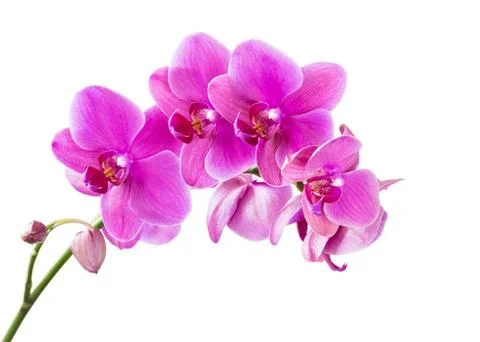 Orchid Stock Photos