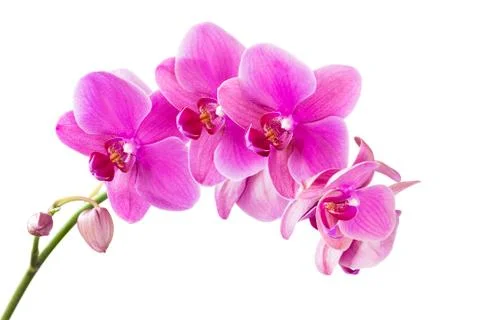Orchid Stock Photos