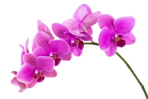 Orchid Stock Photos