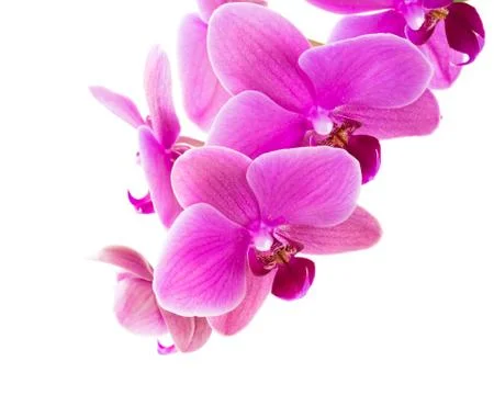 Orchid Stock Photos
