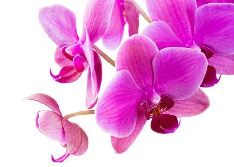 Orchid Stock Photos