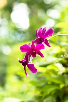 Orchid Stock Photos