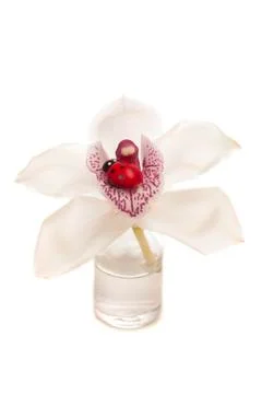 Orchid Stock Photos